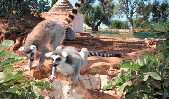 exotic animals at the zoo of fasano