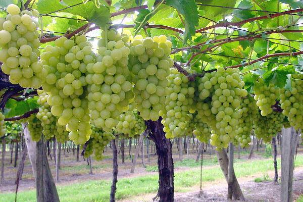 table grapes of Rutigliano