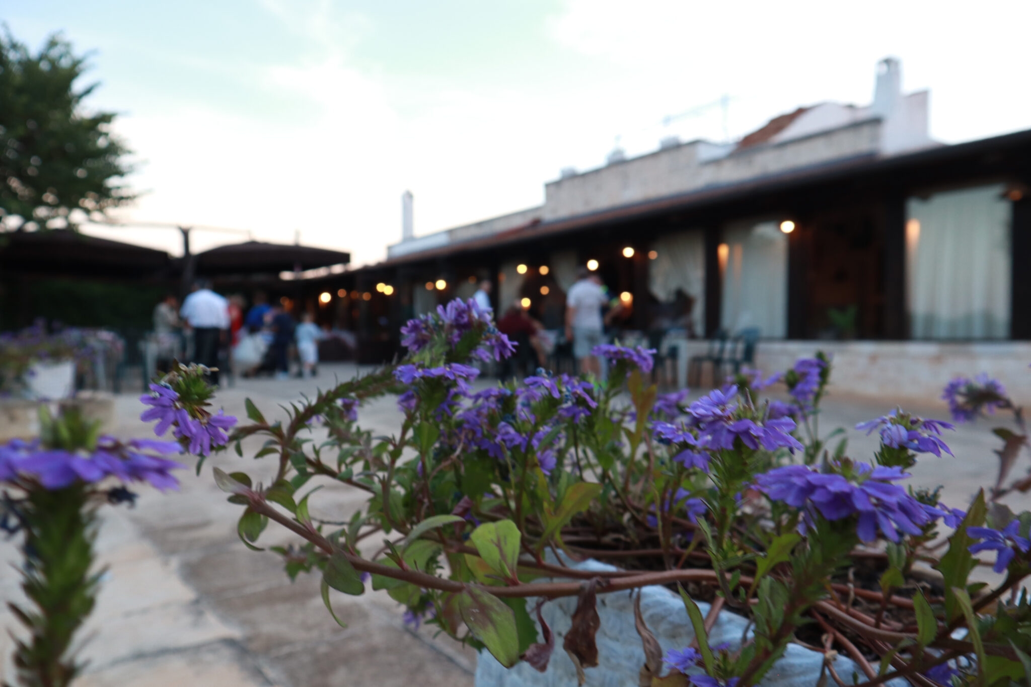 conversano 住宿加早餐旅馆和餐厅的农舍 masseria alberotanza